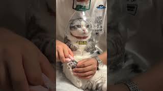 HOW TO CUT NAIL OF CAT 🤣HACK 🥰