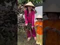 Bối Bối review cây nhãn tím 🥰🥰🥰