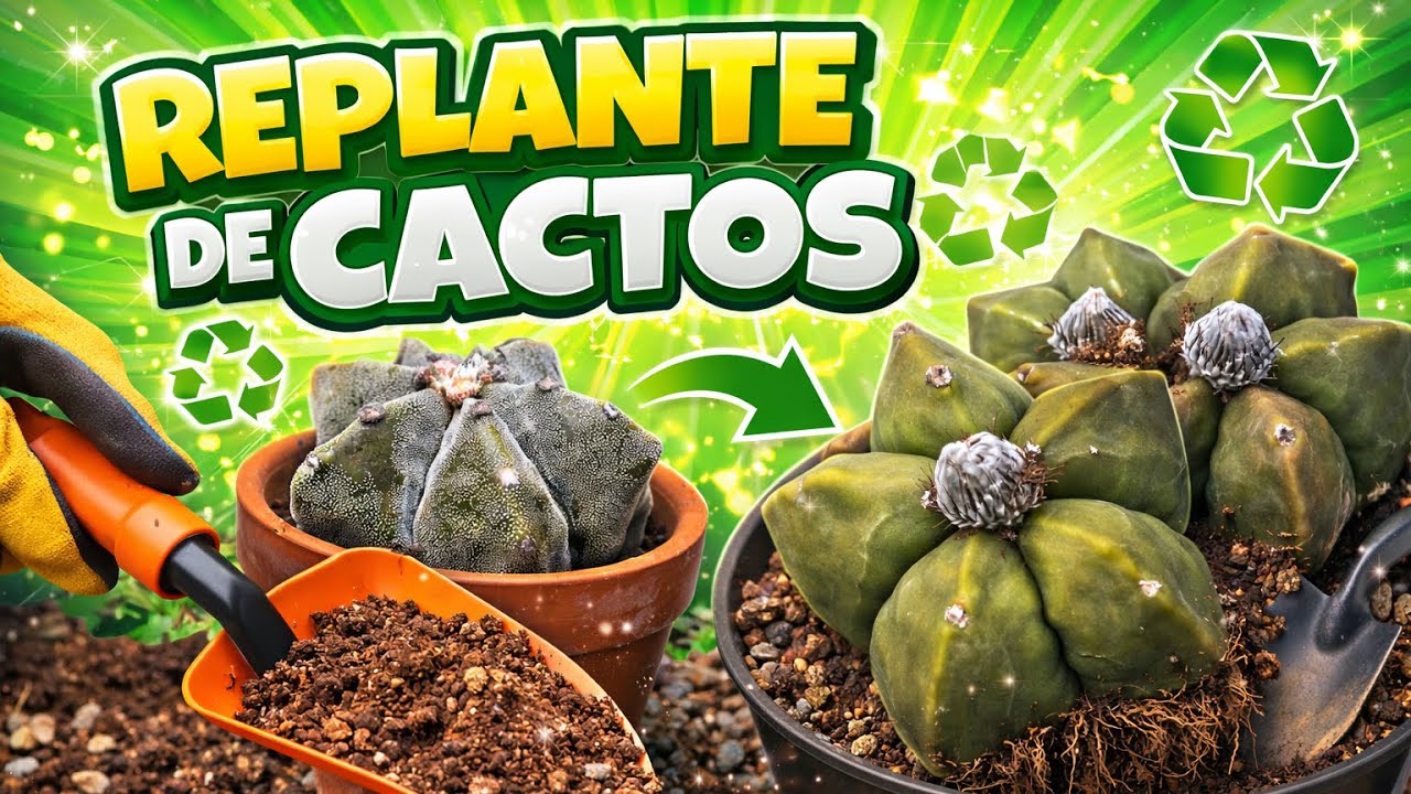 REPLANTE DE CACTOS 🌵 Passo a Passo Sem Erros!