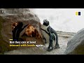 South Africa’s Covid-19 lockdown leaves aquarium penguins ‘stressed out’