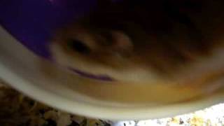 hamster ~ P1070530 MOV