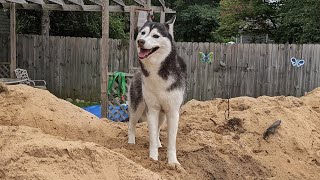 The Huskies Love their Sand Pile!