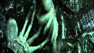 Wolf And Scar Tribute.flv