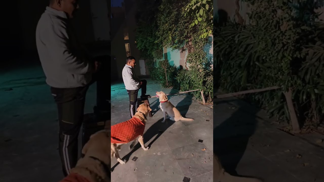 K9 YADAV DOG TRAINING Army Trainer  is live!