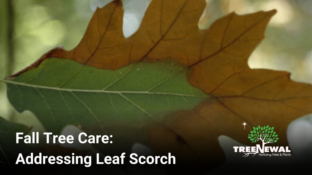 Fall Tree Care  Addressing Leaf Scorch