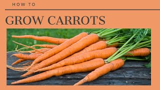 The Complete Guide to Growing Carrots