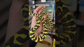 Famous This little STUD Jungle Carpet wants to breed already!! Net Worth