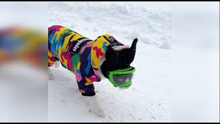 These Snow Storms Caused Absolute Chaos Caters Clips