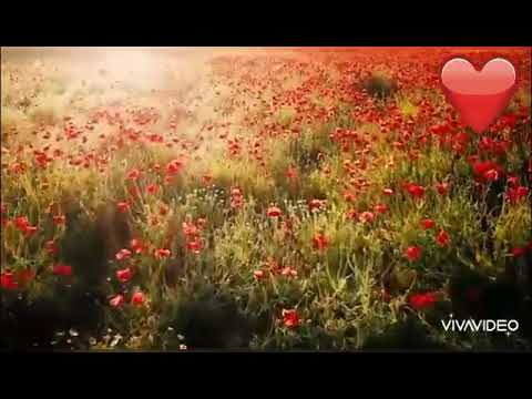 صللى الله على محمد طيبه وطيبتي المنازل يا طيبه حبيبي حبيبي والله ساكن بطيبه