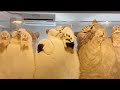 ガラスのテーブルの下には地上の楽園がありました