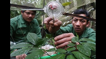 Sâm Ngọc Linh KonTum Tham Dự Hội Nghị Chuyên Ngành Y Học Cổ Truyền