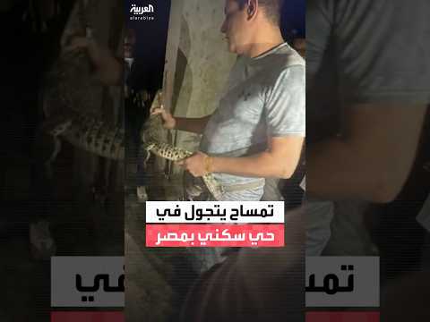 تمساح يثير الرعب في منطقة سكنية بمحافظة الجيزة في مصر والتحقيقات تكشف مفاجأة غير متوقعة