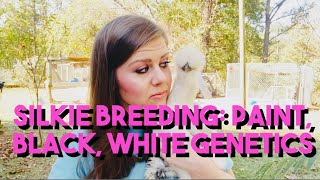 Silkie Breeding: Paint, Black, & White Genetics Explained