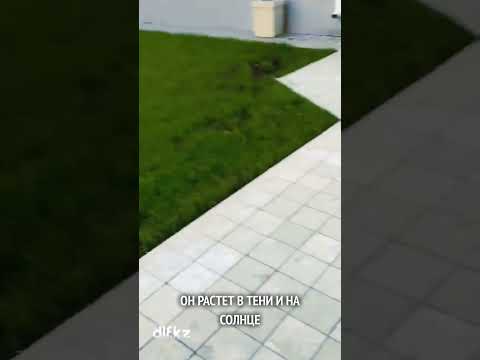 Газон Playground через