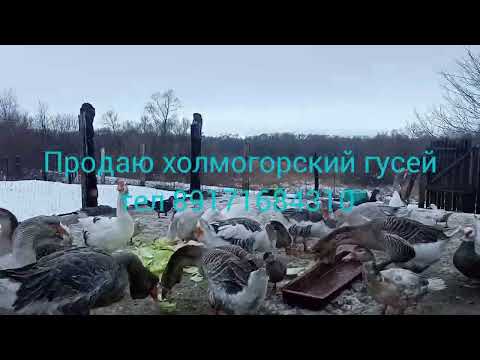 Продаю холмогорский гусей