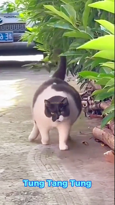 Tung Tang Tung #animals #cat