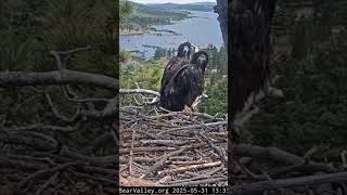 Sunny excited look of Jackie arrival | 5.31.25 #eagle #wildlife #birds #baldeagle #eaglets #shorts Sunny excited look of Jackie arrival | 5.31.25 #eagle #wildlife #birds #baldeagle #eaglets #shorts