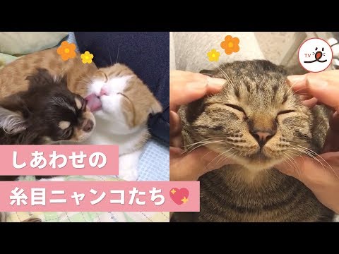 ニャンコの糸目に癒される💕 思わず笑顔になっちゃうキュートなお顔が大集合🐱✨【PECO TV】