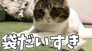 袋の魔力に魅せられた猫【スコティッシュフォールド】【Scottish Fold】