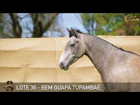 LOTE 36   BEM GUAPA TUPAMBAÉ