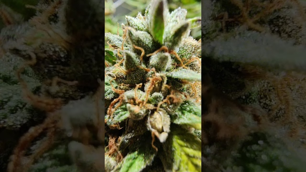 For Educational purposes only. Breeding Room in the final stretch .