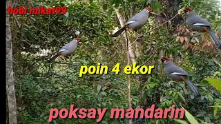 Download Lagu poin empat ekor poksay mandarin (hobi mikat99) MP3