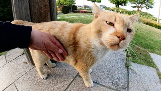 ゴツい顔のおじいちゃん茶シロ猫が上目遣いでナデナデを要求してきた