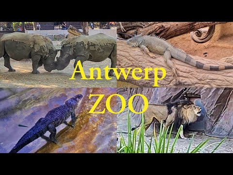 Zoo Antwerp | Animal Park | Antwerpen