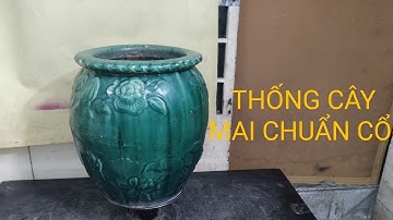 THỐNG GỐM CÂY MAI CHUẨN CỔ, TỐI 9/12/2025(0977839132)