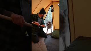 Download Lagu Saved this fox and her baby#animalrescue #animalrescue #heartwarming MP3