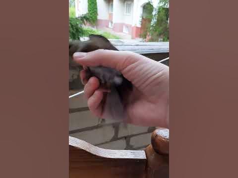 Лесная птичка, которая даётся в руки. Лето, Белый Яр. - YouTube