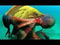 Big battle | Octopus vs Moray eel - Who will be the winner