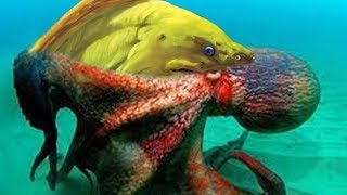 Big Battle Octopus Vs Moray Eel - Who Will Be The Winner