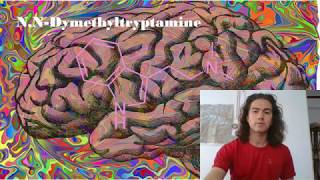 DMT effects on brain oscillations