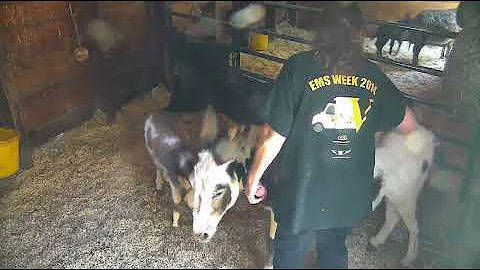 Kari grooms Harley b4 115pm 592018