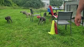9 week old Irish Wolfhound puppies release the hounds