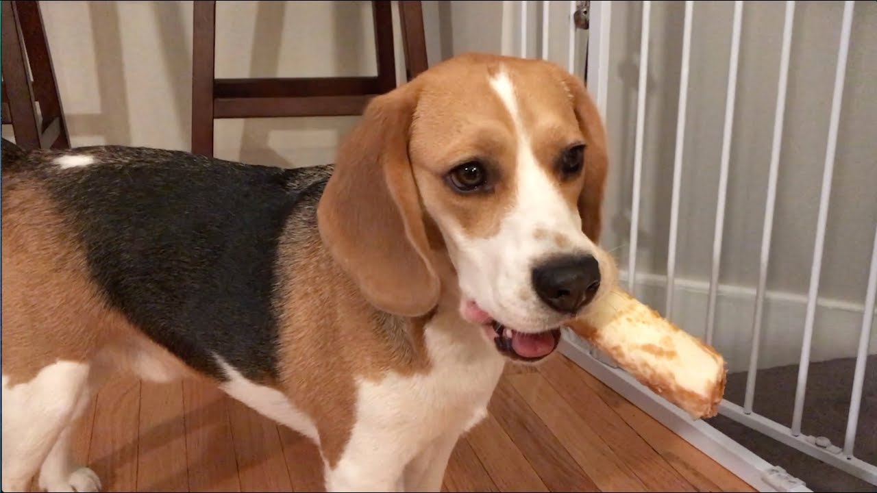 Looking for a spot to hide his bone, part 2 YouTube