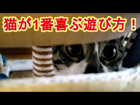 【猫雑学】猫と楽しく遊ぶ１番の方法！　The best way to have fun with a cat!