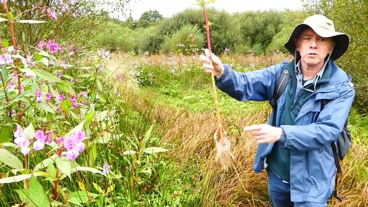 Why and how to tackle Himalayan Balsam