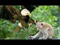 Eagles Suddenly Attack The Monkey Family