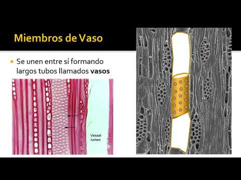 Vídeo: Diferencia Entre Traqueidas Y Vasos