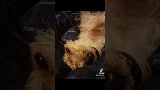 Fart transplant with dogs