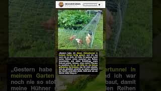 Hühner als Helfer? Das ist smarter als gedacht