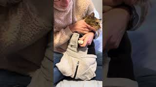 Cat nail trim in the cozy cat wrap.