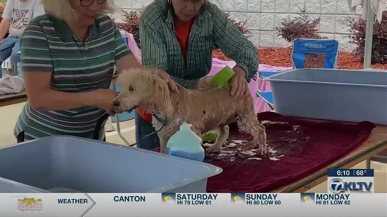 Pets Fur People holds free dog wash in Tyler YouTube