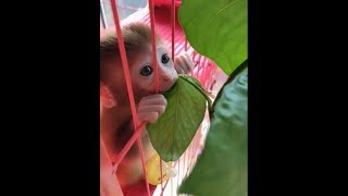 My sweet pocket monkey, is the green leaf tasty