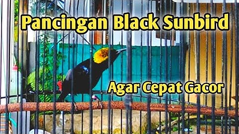 Zwarte zonnevogel Kolibrie || Zwarte zonnevogel Vissen Zwarte zonnevogel Therapie || Zwarte zonnevogel Gacor