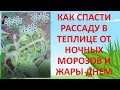 КАК СПАСТИ РАССАДУ ОТ НОЧНЫХ ЗАМОРОЗКОВ И ЖАРЫ ДНЕМ В ТЕПЛИЦЕ. Рассада в теплице весной.