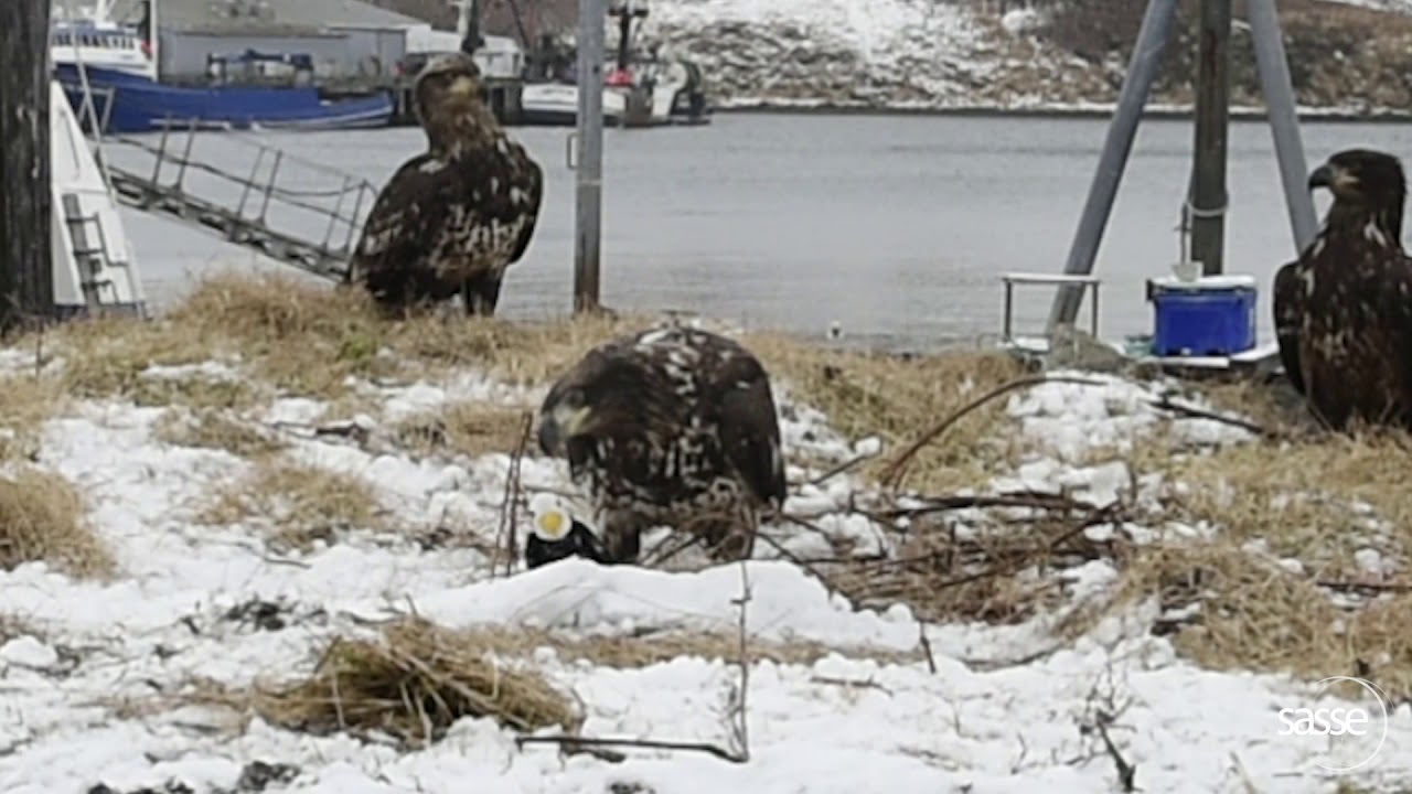 Eagle encounters fluffy Toy Eagle - What happens?