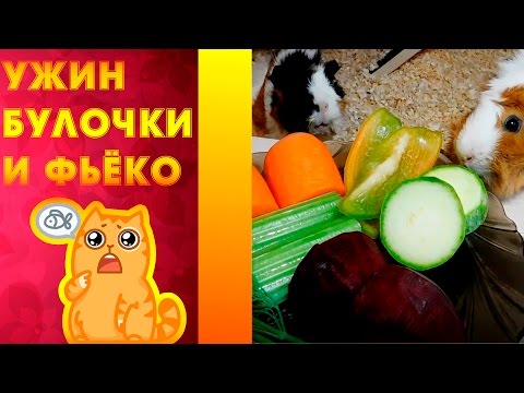 ПИТАНИЕ МОРСКИХ СВИНОК.РАЦИОН. УЖИН  БУЛОЧКИ И ФЬЁКО#19